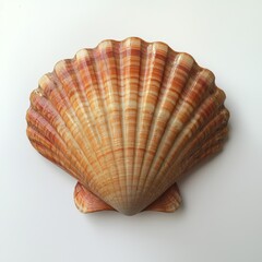 Obraz premium Scallop shell isolated on white background for product photography and marketing campaigns