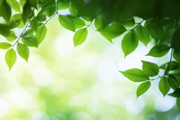 Refreshing green leafy canopy natural forest close-up photography tranquil environment overhead view harmony