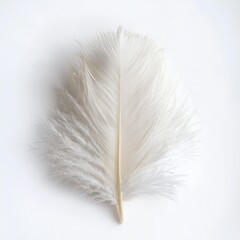 Swan Feather Isolated on White Background for Product Photography and Marketing Campaigns