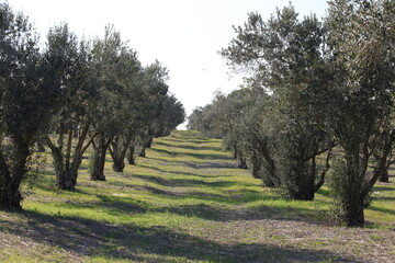 Olive trees in an orchard in the countryside, surrounded by green grass in early spring