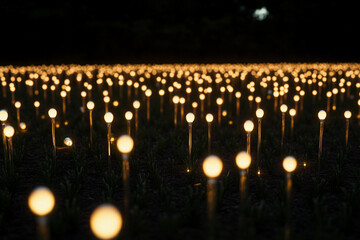 Obraz premium Bright glowing bulbs illuminate a vast field under a starry sky at night in a serene landscape