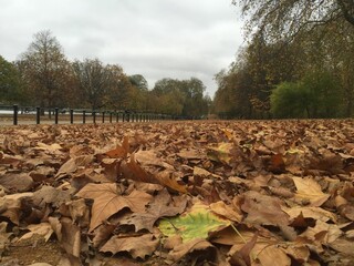 Obraz premium Autumn leaves in a London park