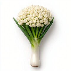 Obraz premium Stunning White Flower Bouquet Blooming Onion Springtime Floral Arrangement Elegant Plant Studio Shot