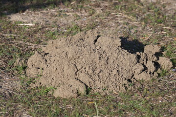 freshly dug mole hill in the field