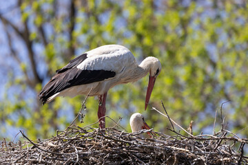 cicogna nel nido con il piccolo