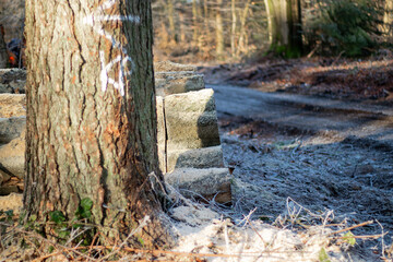 Obraz premium Close up of log trunks pile. Sawn and marked trees from the forest 