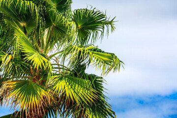 Fototapeta premium Green palm trees in the blue cloudy sky