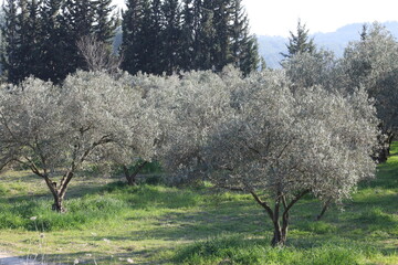 rows of olive trees in an olive orchard