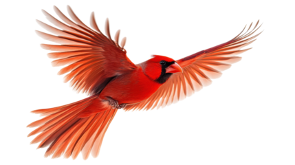 Majestic red cardinal bird flying with open wings on transparent background