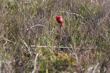 a red anemone standing alone in the field in early spring