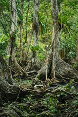 Fototapeta premium Lush tropical forest with towering trees and greenery.