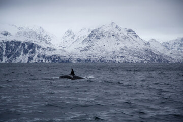 Femmina di orca nel mare Artico a Skjervoy, Norvegia. 23 gennaio 2025