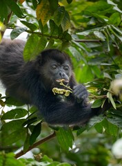 Howler monkey feeding in forest