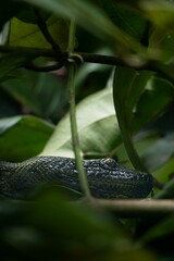 Snake camouflaged in tropical foliage