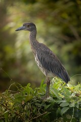 Heron perched on lush greenery