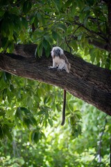 Cotton-top tamarin in a tropical forest.
