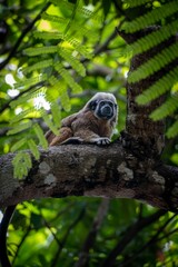 Gibbon resting on a tree branch in a tropical forest.