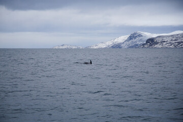 Obraz premium Killer whale swimming in the Norwegian Sea near Skjervoya island. Northern Norway