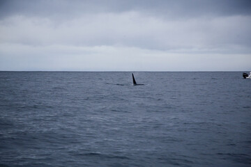Obraz premium Male killer whale swimming in the Norwegian Sea near Skjervoya island. Northern Norway.