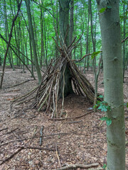 Beech forest in springtime with tree trunks and roots.