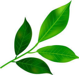 Green leaves with branch illustration design, PNG file no background 