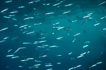 トウゴロイワシの群れ　小笠原