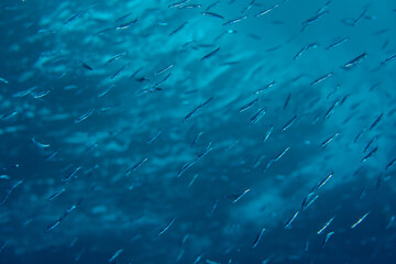 トウゴロイワシの群れ　小笠原