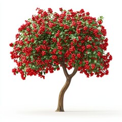 Fototapeta premium Rowan tree with clusters of red berries, placed on a bright white background