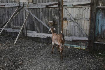 Portrait of horned funny goat outside on a farm