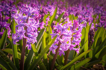 Naklejka premium Purple close-up Hyacinth, field in Holland