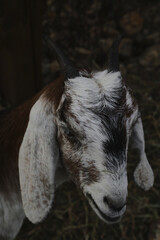 Fototapeta premium Portrait of horned funny goat outside on a farm