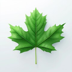 Fototapeta premium single green maple leaf with detailed veins, isolated on a clean white background