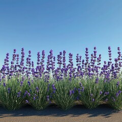 Naklejka premium A neat row of lavender plants blooming under a clear blue sky