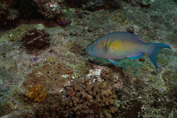 Fototapeta premium A common parrotfish (Scarus psittacus) feeding from a reef 