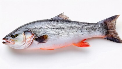 Obraz premium One fresh whole salmon fish isolated on white background