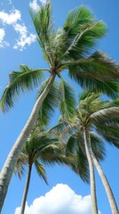 Obraz premium Tropical palm trees swaying gently under a bright sunny sky