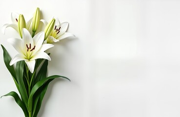 White lilies in bouquet on white background. Elegant floral arrangement suitable for memorials sympathy gifts. Creates peaceful, serene atmosphere. Perfect for customizing with text messages. Ideal