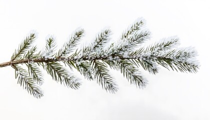 Snow covered pine branch isolated on white background
