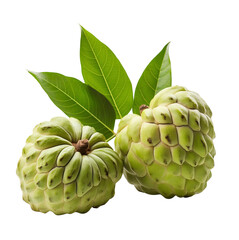 Fototapeta premium Custard Apple Delight: Two ripe custard apples, their green skin studded with bumps, lie nestled amidst lush leaves, inviting a taste of tropical sweetness and a touch of nature's elegance. 