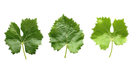 Fototapeta premium grapes leaves isolated on white background 