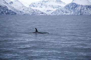 Fototapeta premium Female killer whale swimming in the Norwegian Sea near Skjervoya island. Northern Norway.