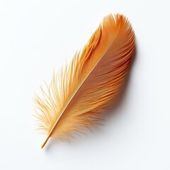 Fototapeta premium Feather isolated on a white background, realistic texture, natural details, soft look