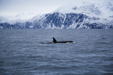 Female killer whale swimming in the Norwegian Sea near Skjervoya island. Northern Norway. © Renzo