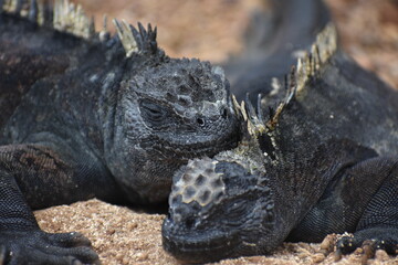 Marine Iguans sleeping
