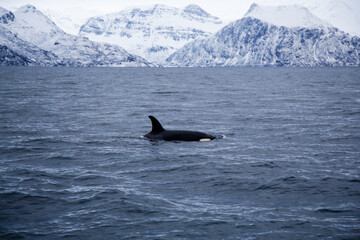 Female killer whale swimming in the Norwegian Sea near Skjervoya island. Northern Norway. © Renzo