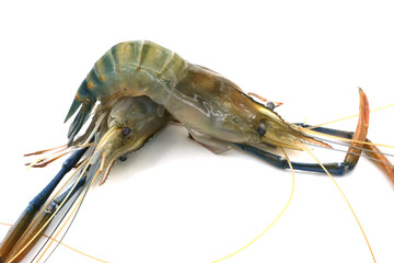 Fresh river prawns isolated on white background. Big freshwater prawns. River prawns for cooking.