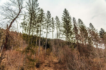 Landscapes - Forest - Europe, Romania, Suceava region