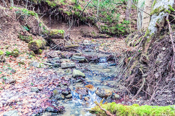 Landscapes - Forest - Europe, Romania, Suceava region