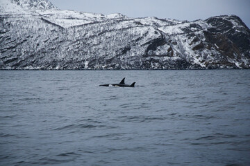 Obraz premium Adult female orca with calf near Skjervoya island. Northern Norway.