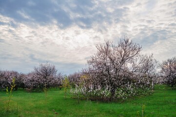 Blossoming trees paint a picturesque scene in a vibrant green field under a partly cloudy sky.